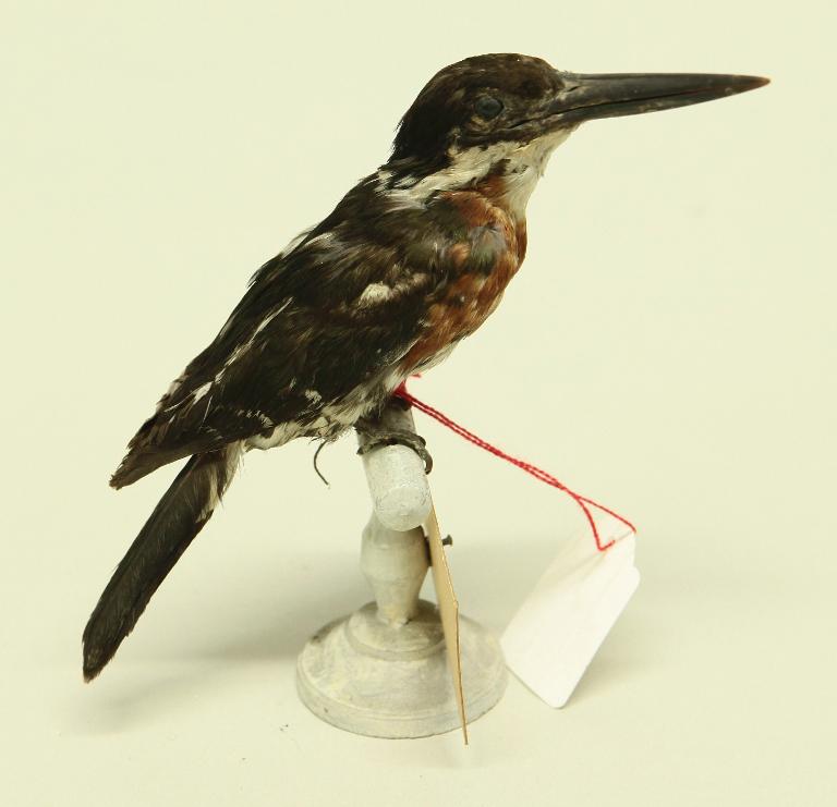 animal naturalisé : oiseau : Martin-pêcheur bicolore