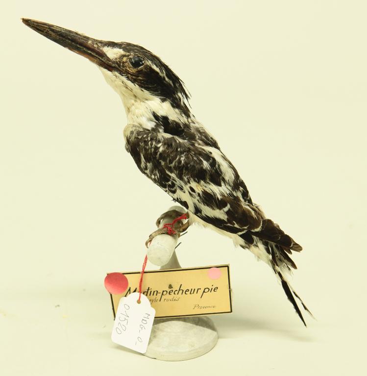 animal naturalisé : oiseau : Martin-pêcheur pie