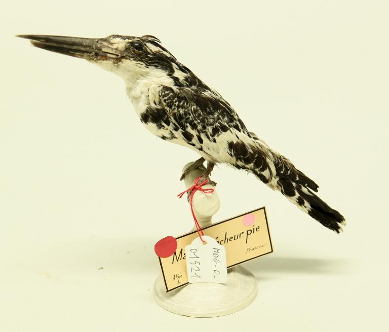 animal naturalisé : oiseau : Martin-pêcheur pie