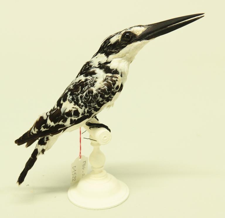 animal naturalisé : oiseau : Martin-pêcheur pie