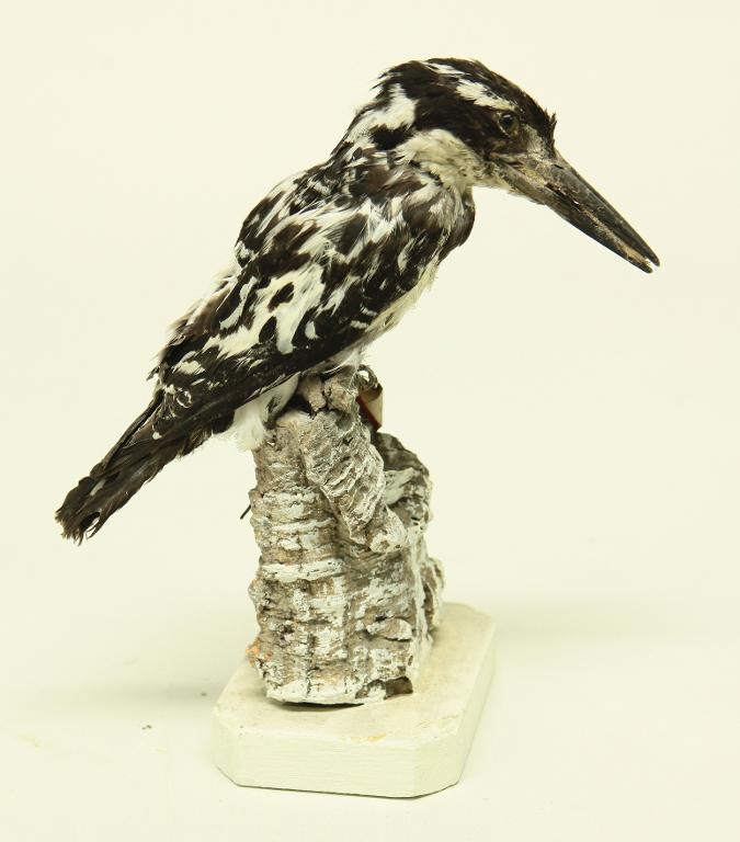 animal naturalisé : oiseau : Martin-pêcheur pie