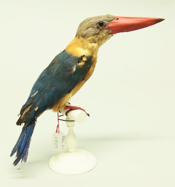 animal naturalisé : oiseau : Martin-chasseur gurial