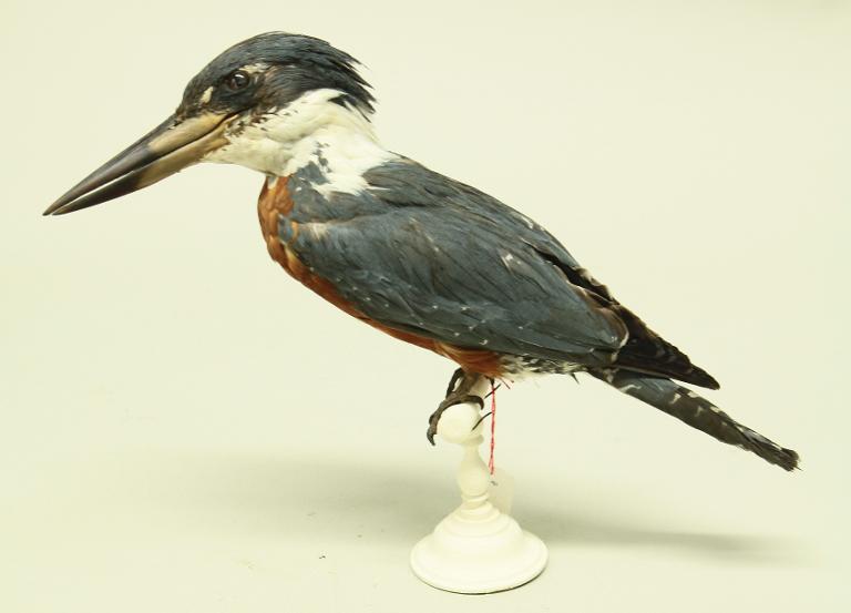 animal naturalisé : oiseau : Martin-pêcheur à ventre roux