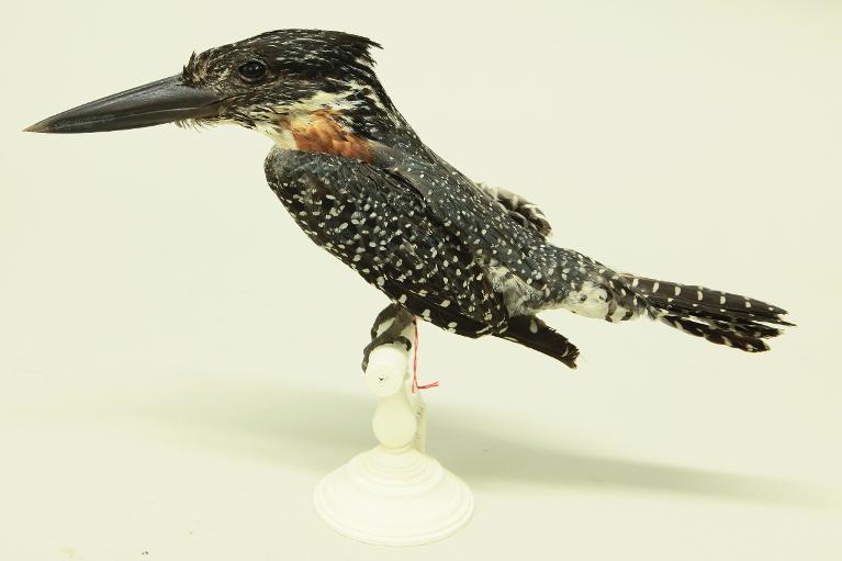 animal naturalisé : oiseau : Martin-pêcheur géant