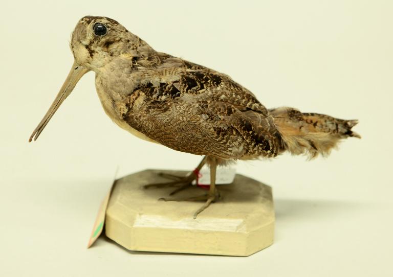 animal naturalisé : oiseau : Bécasse d'Amérique