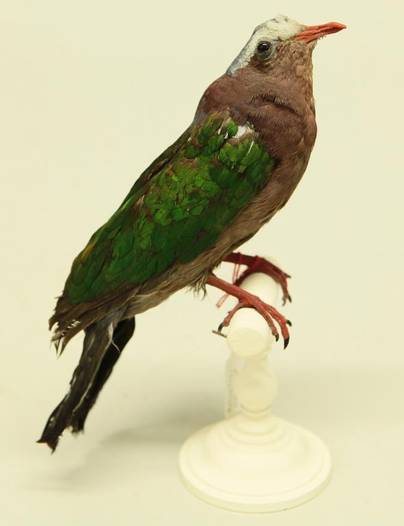 animal naturalisé : oiseau : Colombine turvert