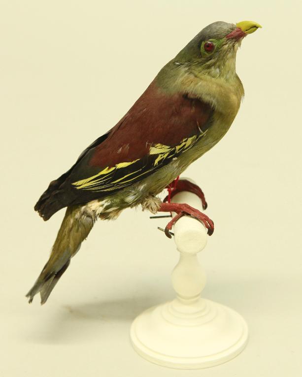 animal naturalisé : oiseau : Colombar à gros bec