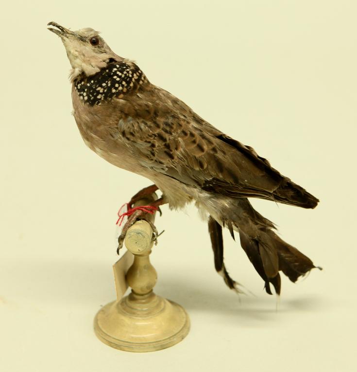 animal naturalisé : oiseau : Tourterelle tigrine