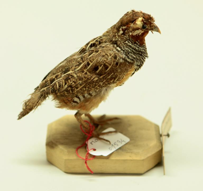 animal naturalisé : oiseau : Perdicule argoondah