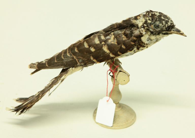 animal naturalisé : oiseau : ???