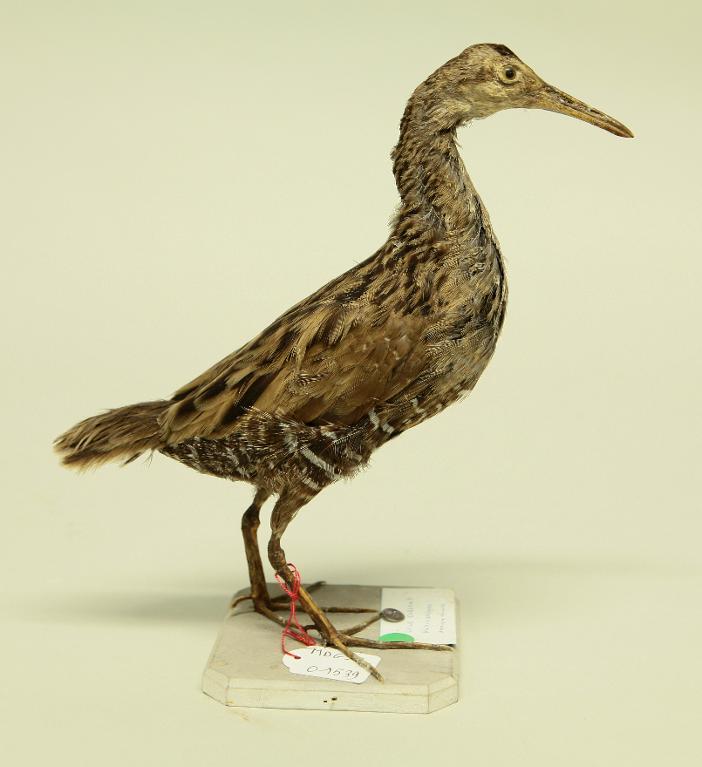 animal naturalisé : oiseau : Râle élégant