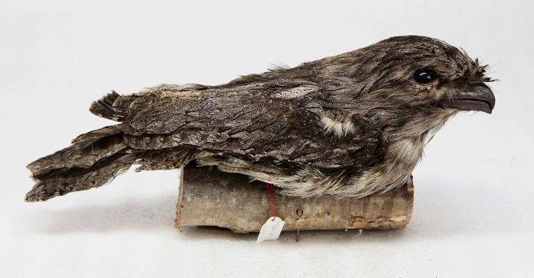 animal naturalisé : oiseau : Podarge gris