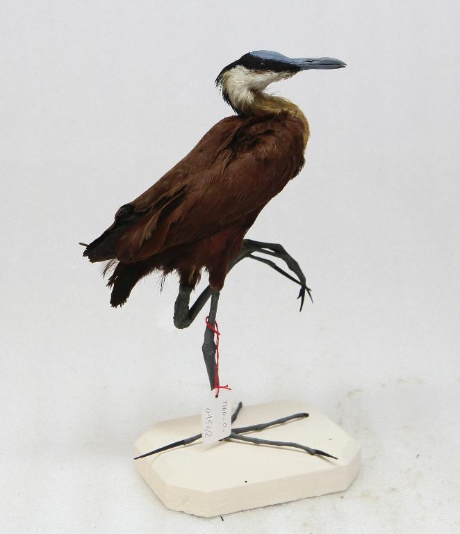 animal naturalisé : oiseau : Jacana d'Afrique