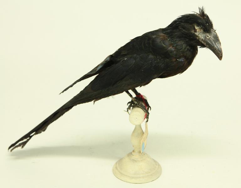 animal naturalisé : oiseau : Ani des palétuviers