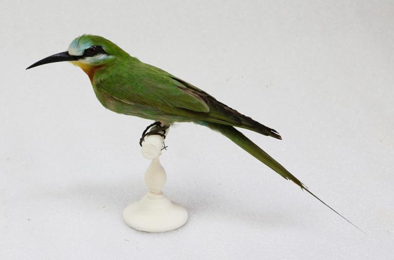 animal naturalisé : oiseau : Guêpier