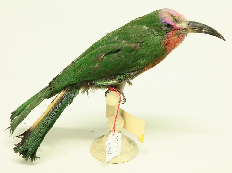 animal naturalisé : oiseau : Guêpier à fraise