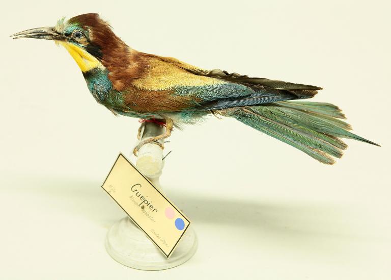 animal naturalisé : oiseau : Guêpier d'Europe