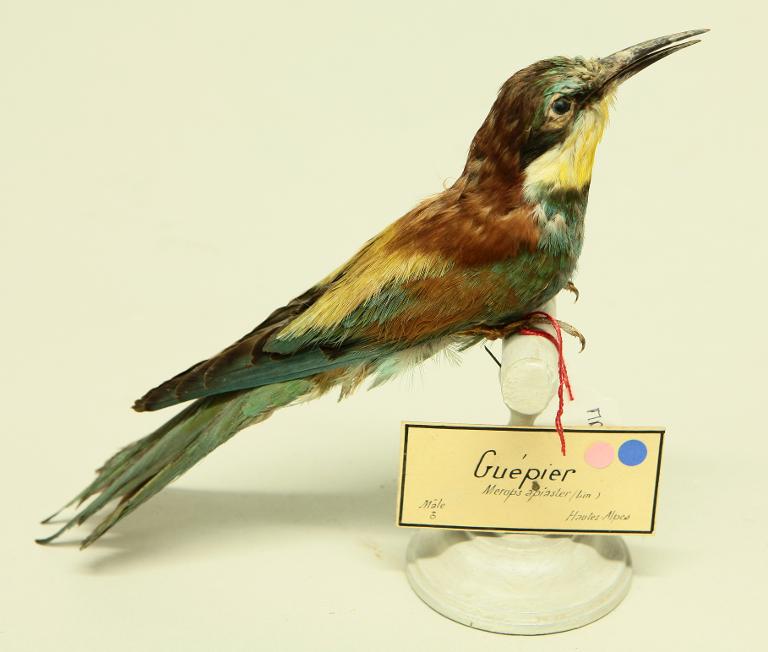 animal naturalisé : oiseau : Guêpier d'Europe