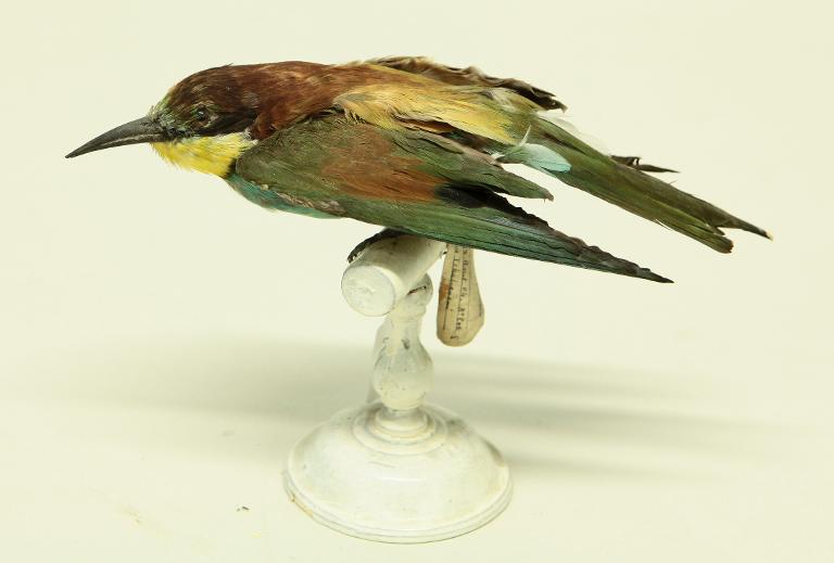 animal naturalisé : oiseau : Guêpier d'Europe