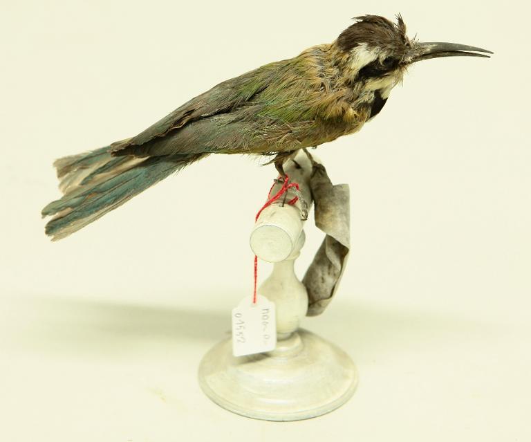 animal naturalisé : oiseau : Guêpier à gorge blanche