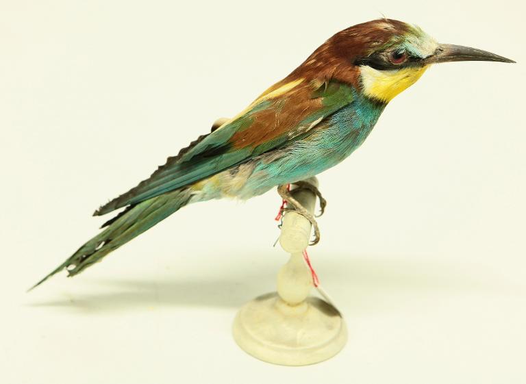 animal naturalisé : oiseau : Guêpier d'Europe