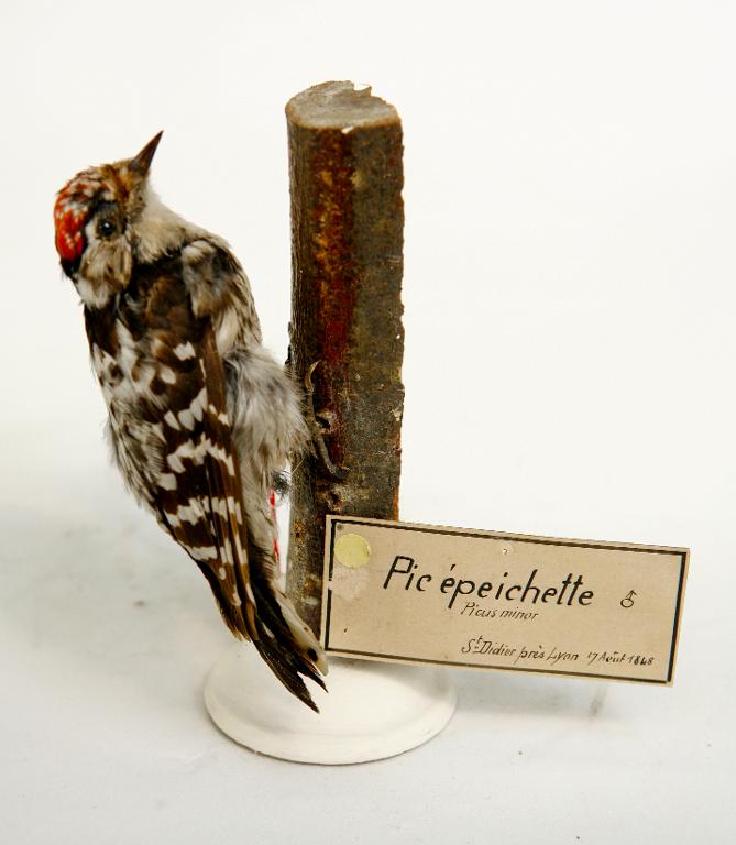 animal naturalisé : oiseau : Pic épeichette
