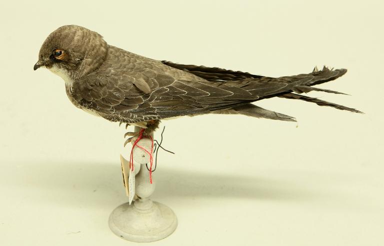 animal naturalisé : oiseau : Martinet à ventre blanc