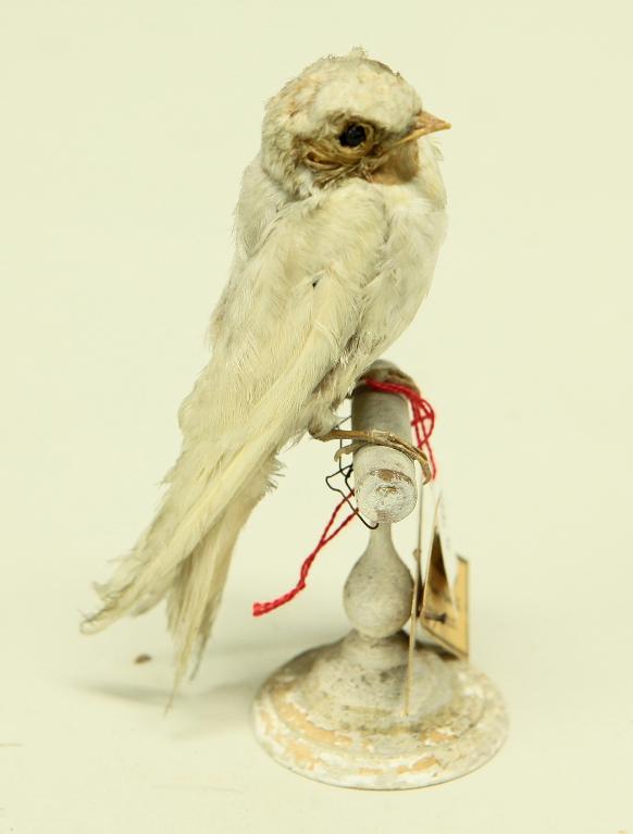 animal naturalisé : oiseau : Hirondelle de fenêtre