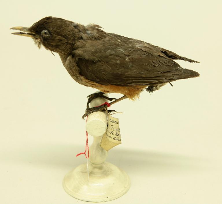 animal naturalisé : oiseau : Indéterminé ?