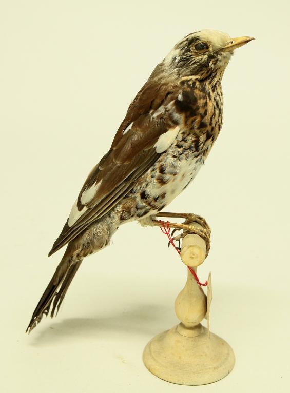 animal naturalisé : oiseau : Grive litorne