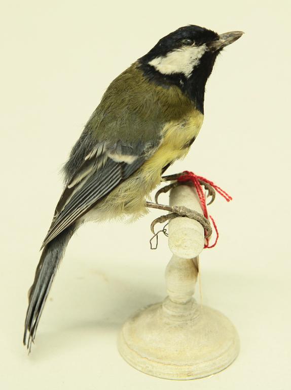 animal naturalisé : oiseau : Mésange charbonnière