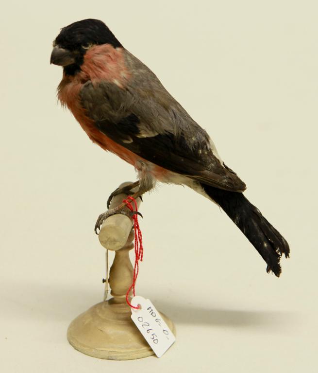 animal naturalisé : oiseau : Bouvreuil pivoine