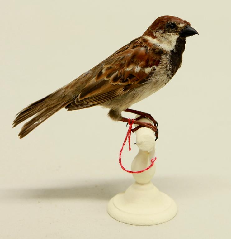 animal naturalisé : oiseau : Moineau cisalpin