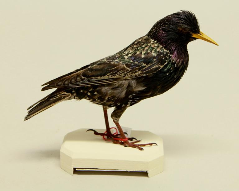 animal naturalisé : oiseau : Etourneau sansonnet