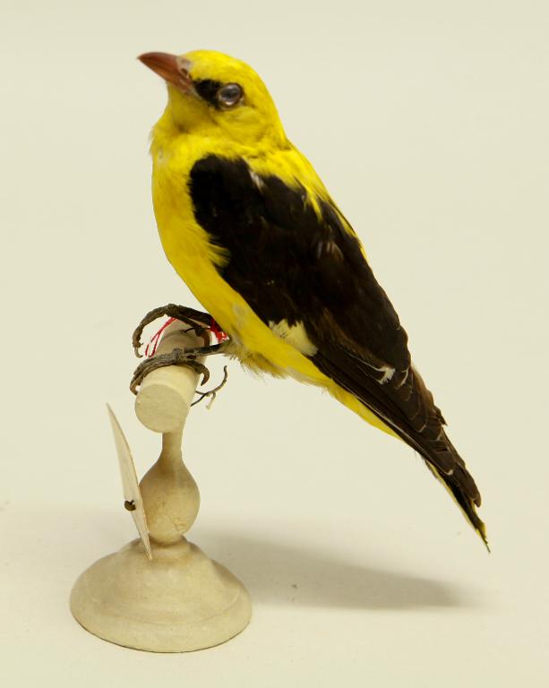 animal naturalisé : oiseau : Loriot d'Europe