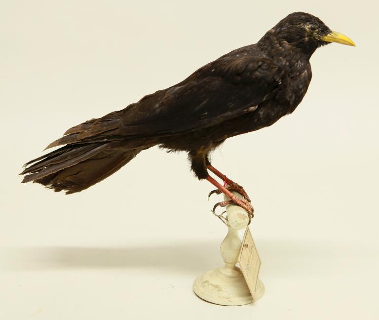 animal naturalisé : oiseau : Chocard à bec jaune