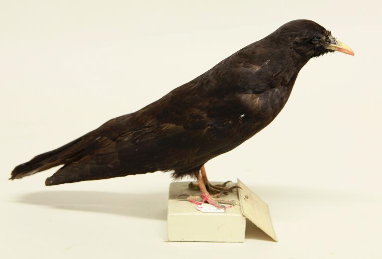 animal naturalisé : oiseau : Chocard à bec jaune