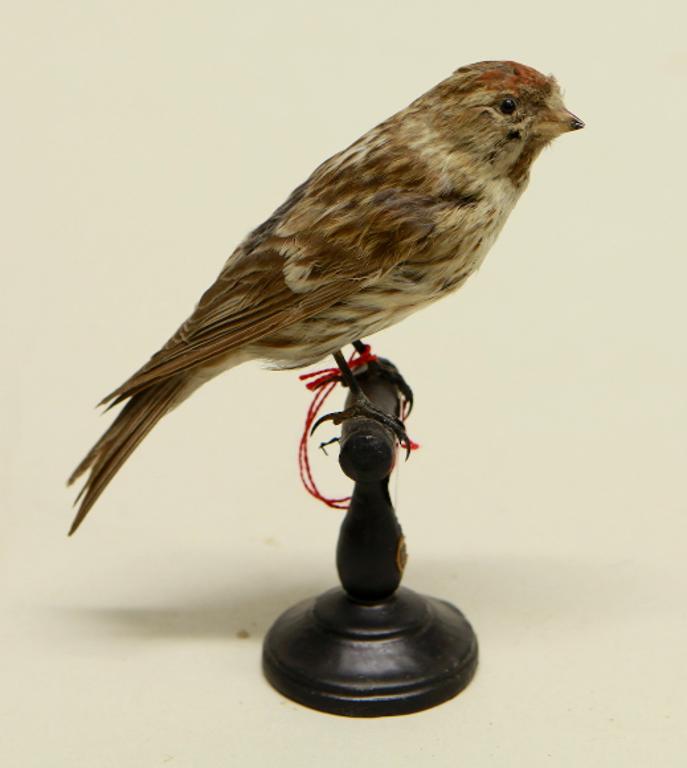 animal naturalisé : oiseau : Sizerin flammé