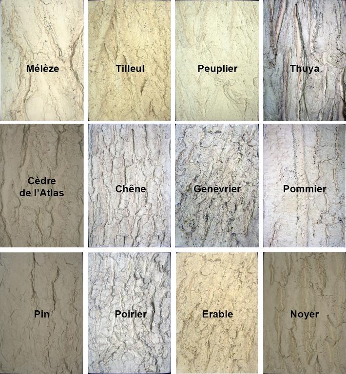 Répertoire d'écorces emblématiques des Hautes-Alpes.