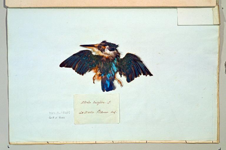 animal naturalisé : oiseau : Martin-pêcheur d'Europe