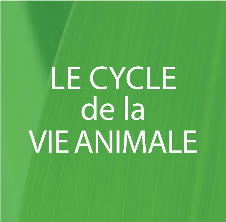 Le cycle de la vie