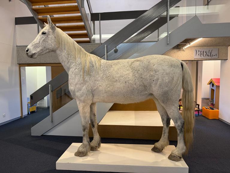 animal naturalisé : Cheval domestique (percheron)