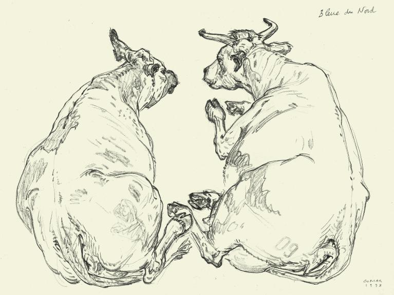 Deux vaches vues par la croupe, race Bleue du Nord, salon de l'Agriculture, Paris