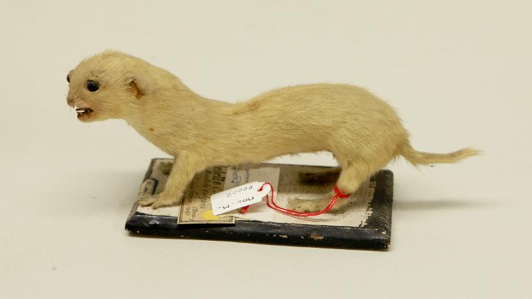 animal naturalisé : mammifère : Belette