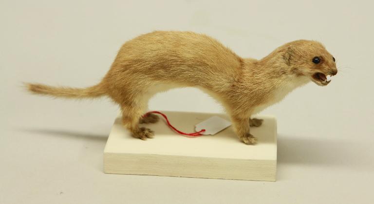 animal naturalisé : mammifère : Belette