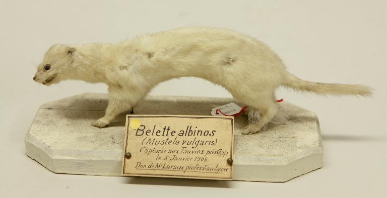 animal naturalisé : mammifère : Belette