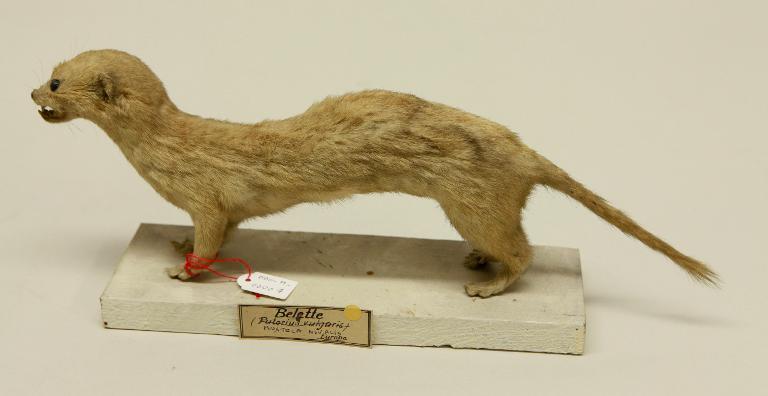 animal naturalisé : mammifère : Belette