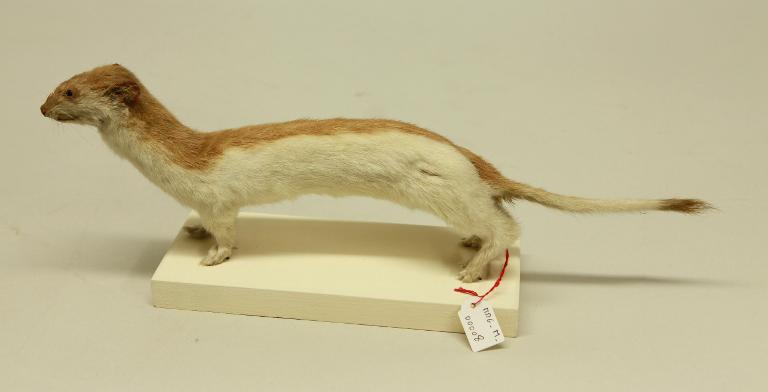 animal naturalisé : mammifère : Hermine