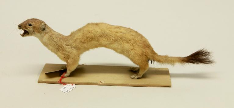 animal naturalisé : mammifère : Hermine