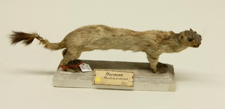 animal naturalisé : mammifère : Hermine
